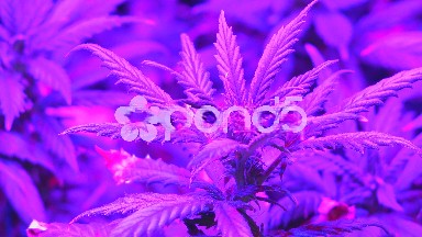 Close-up Shot of Marijuana under LED lights