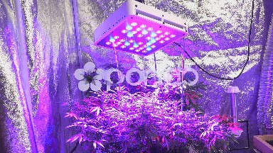Room Shot of Marijuana
