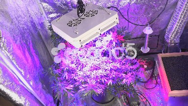 Close Shot of Growing Marijuana