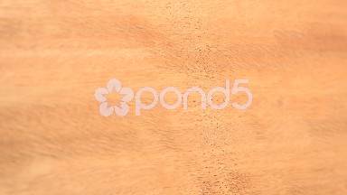 (Perfect Loop) Niove Of Sudan, Africa