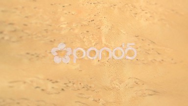(Perfect Loop) Karelian Birch Burl Grain Closeup