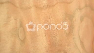 (Perfect Loop) Texture of Cherry Maine Wood