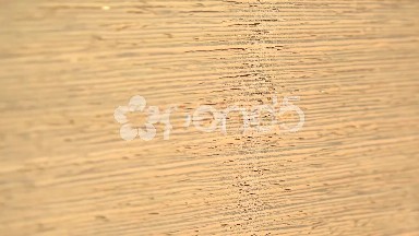 (Perfect Loop) Wenge Wood