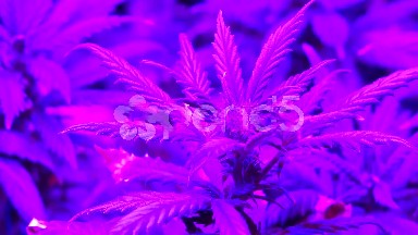 Close-up Shot of Marijuana