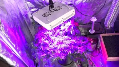 Close Shot of Growing Marijuana