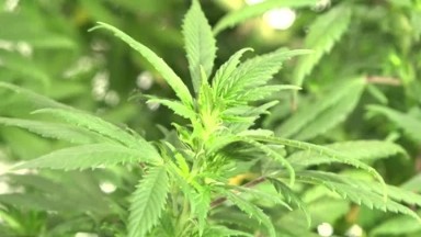 Cannabis Marijuana Plant Detail