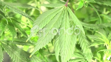 Close-up Marijuana Leaves