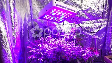 Room Shot of Marijuana