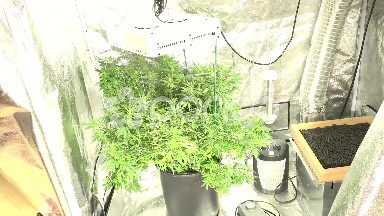 Marijuana Grows Indoor