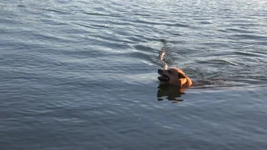 Dog Fetching Giant Stick