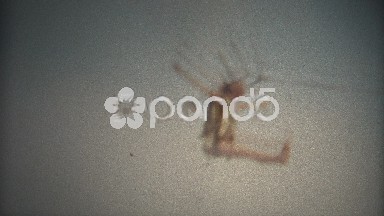 (8mm Vintage) Parasailer Land on Acapulco Beach 1971