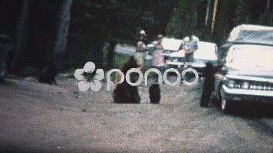 (8mm Vintage) 1968 People Feeding Bears Roadside in Yellowstone Park
