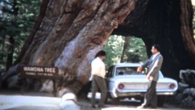 (8mm Vintage) 1966 Car Driving Through Giant Sequoia Tree California