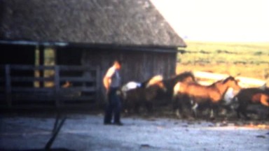 (8mm Vintage) 1962 Rancher Singling Out Horse In Pen. Iowa, USA.