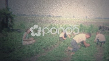 Arkansas, USA (1965): Family hand picking strawberry crops on hands and knees.