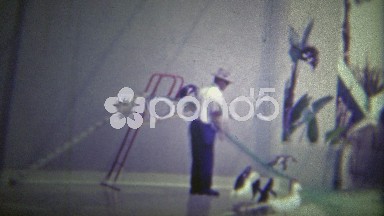 1951: Penguins Going Down a Slide into a Pool Below.
