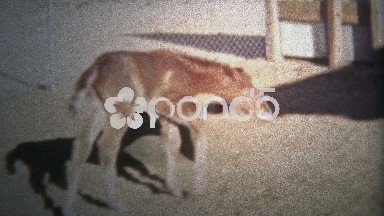 1953: Newborn foal horse and his mother enjoy the free life of the farm.