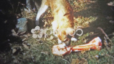 1956: Lassie looking style dog is confused seeing a giant bone.