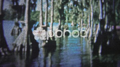 FT. LAUDERDALE, USA - 1957: Banyan tree forest before technology put undue
