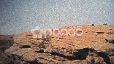 1972: Daredevil mountain goats watch the edge of a cliff with ease.