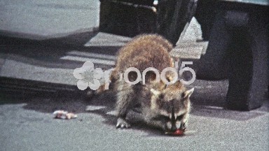 1971: Man feeds pet racoon a lollipop as grifting street performer.