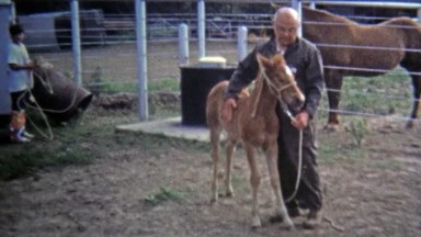 1971: Pony trainer whispers and calms ranch horses.