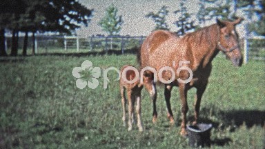 1973: Mother and baby horse stay close to keep safe.