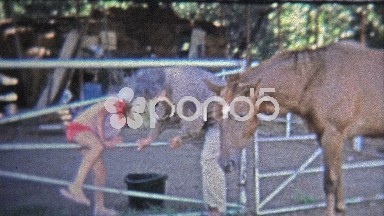 1973: Girl Harassed by Horse, Gets Comfort from Cow