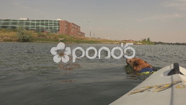 Dog swimming past kayak in lake.