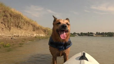 Dog lifejacket swim shake off shoreline kayaking