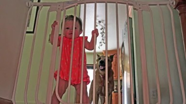 Baby and dog behind safety bars on the stairs.