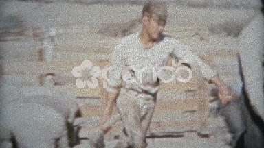1953: Sheep dragged by legs sheered wool by workers.