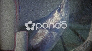 1962: Marlin Sailfish Caught and Hauled Into Boat on Fishing Trip