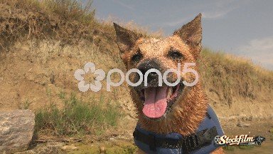 Denver, Colorado, United States: Happy Dog After Swimming Lifejacket On Beach Cliff Shoreline.