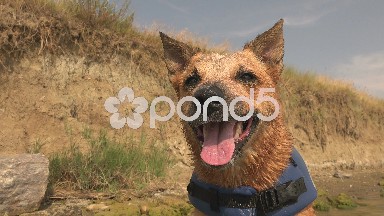 Happy dog after swimming lifejacket on beach cliff shoreline.