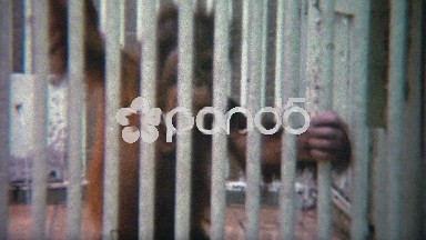 1973: Baby orangutan separated from mother behind thick steel bars.