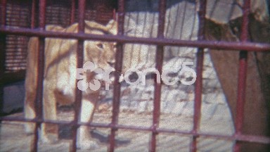 1973: Female lion locked in tiny zoo cage.