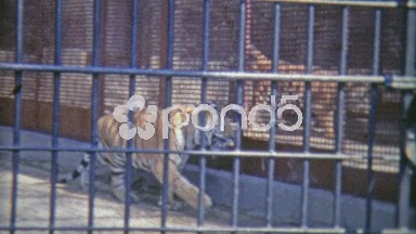 1973: Bengal tiger in confined zoo cell.