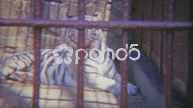 1973: Snow tiger in cage with thick iron bars.