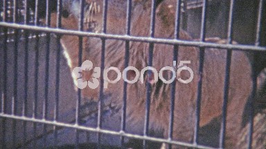 1973: Male lion jumping up on cage bars.