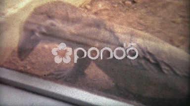 1973: Lizard desperately scratching at the glass to get out.