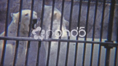 1973: Polar bears fighting in small zoo pen.