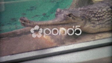 1973: Gharial fish eating crocodile alligator at the zoo.