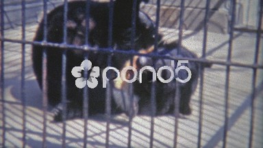 1973: Bear rolling around in small inhumane cage.