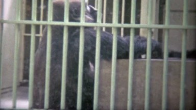 1973: Large gorilla trapped in sad old school zoo cage.