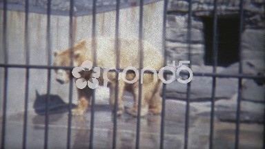 1973: Grizzly Bears Chilling in Washington DC Zoo Enclosure