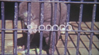1968: Scenes of Caged Monkeys in Different Zoo Settings
