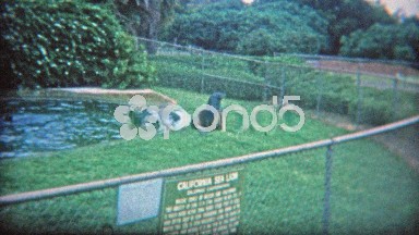 1973: Small Sea Lion Habitat with Tiny Fence to Jump Over.