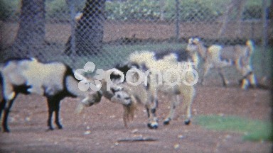 1971: Goats Locking Horns in Primal Battle of Dominance