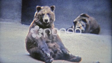 1973: Grizzly Brown Bears Bored in Tiny Zoo Habitat
